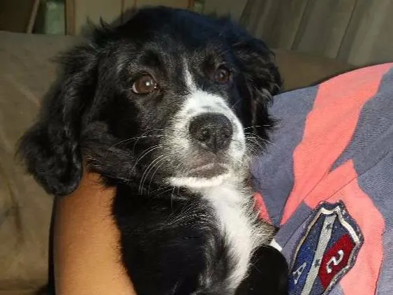Cachorro ra a Pudle com raça desconhecida  idade 2 a 6 meses nome Sabrina