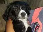 Cachorro raça Pudle com raça desconhecida  idade 2 a 6 meses nome Sabrina