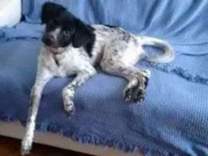 Cachorro raça INDEFINIDA idade 7 a 11 meses nome MARIA