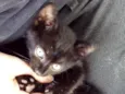 Gato