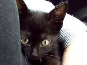 Gato raça SRD idade 2 a 6 meses nome Gato