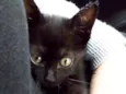 Gato