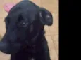 Skobby