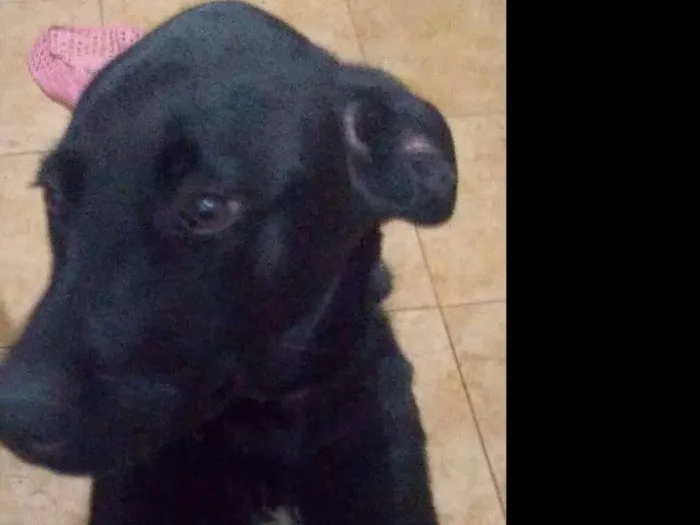 Cachorro ra a Labrador com viralata  idade 2 a 6 meses nome Skobby