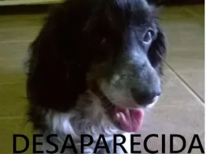 Cachorro raça Cocker idade 6 ou mais anos nome Acauã