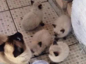 Gato raça siames idade 2 a 6 meses nome sem nome