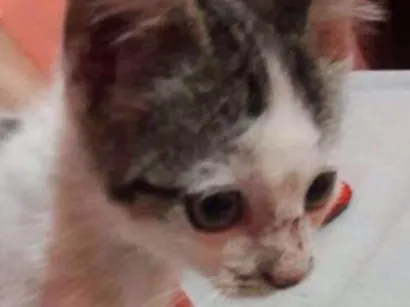 Gato raça vira-lata idade Abaixo de 2 meses nome sem nome