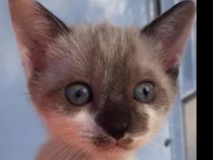 Gato raça Vira idade 2 a 6 meses nome Milu