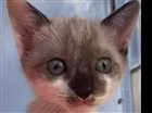 Gato raça Vira idade 2 a 6 meses nome Milu