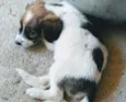 Eles Não Tem Nome