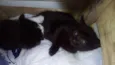 Gatinhos