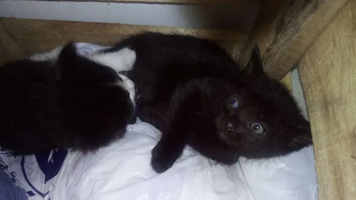 Gato raça Indefinida idade 2 a 6 meses nome Gatinhos