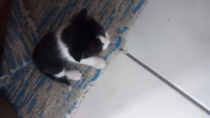 Gato raça Indefinida idade 2 a 6 meses nome Gatinhos