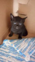 Gatinhos