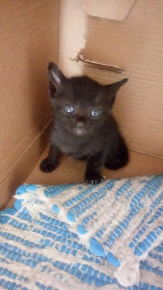 Gato raça Indefinida idade 2 a 6 meses nome Gatinhos