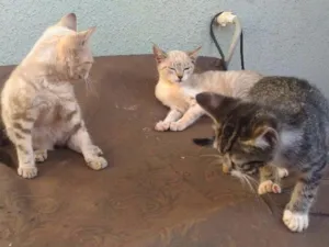 Gato raça Não sei idade 2 a 6 meses nome As princesas