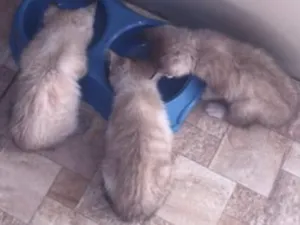 Gato raça srd idade Abaixo de 2 meses nome trio