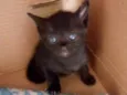 Gatinhos
