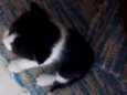 Gatinhos