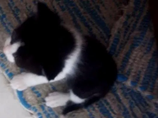 Gato raça Indefinida idade 2 a 6 meses nome Gatinhos