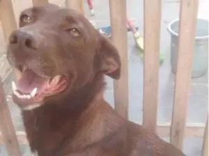 Cachorro raça SRD idade 3 anos nome Dora
