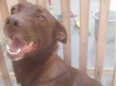Cachorro ra a SRD idade 3 anos nome Dora