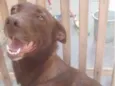 Dora
