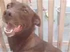 Cachorro raça SRD idade 3 anos nome Dora
