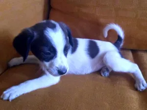 Cachorro raça Vira Lata Com Metade Pitbull idade Abaixo de 2 meses nome Eles Não Tem Nome