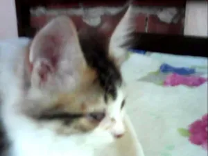 Gato raça indefinida idade 2 a 6 meses nome sem nome