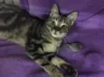 Fiorella