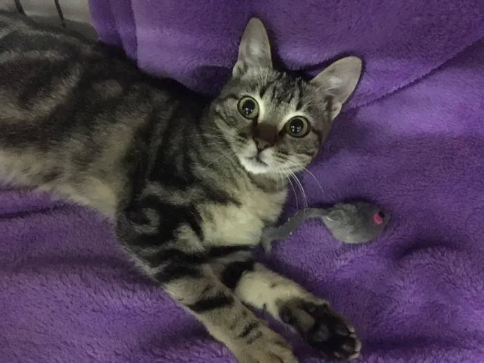 Gato ra a SRD idade 2 a 6 meses nome Fiorella