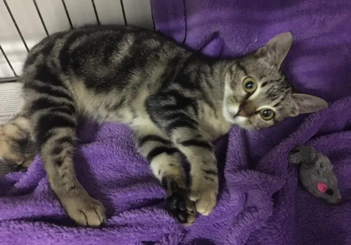 Gato ra a SRD idade 2 a 6 meses nome Fiorella
