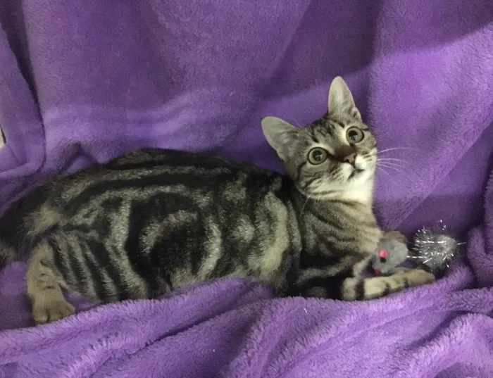 Gato ra a SRD idade 2 a 6 meses nome Fiorella