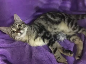 Gato raça SRD idade 2 a 6 meses nome Fiorella