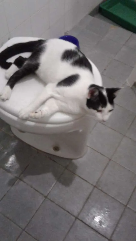 Gato ra a Brasileira idade 2 a 6 meses nome Neca