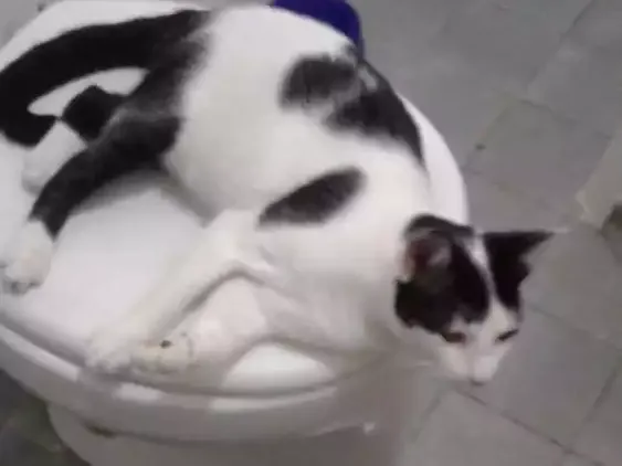 Gato ra a Brasileira idade 2 a 6 meses nome Neca