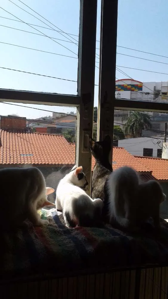 Gato ra a Brasileira idade 2 a 6 meses nome Filhotes