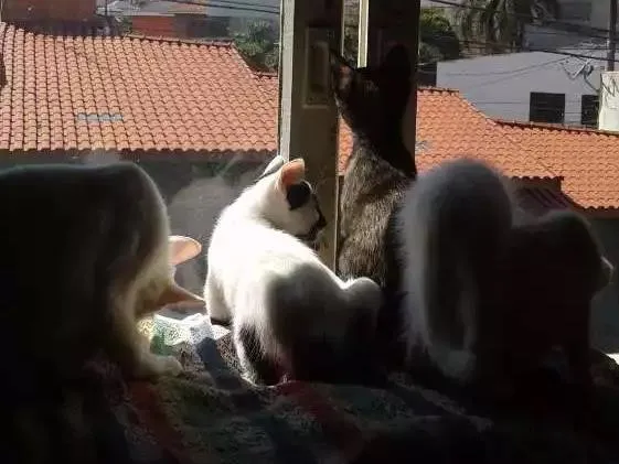 Gato ra a Brasileira idade 2 a 6 meses nome Filhotes