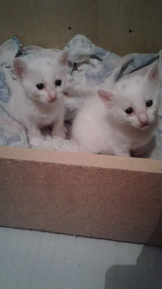 Gato ra a Brasileira idade 2 a 6 meses nome Filhotes