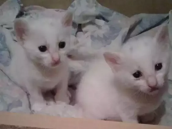 Gato ra a Brasileira idade 2 a 6 meses nome Filhotes