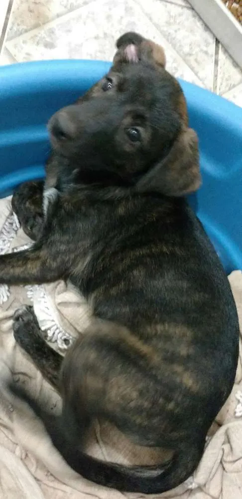 Cachorro ra a Sem raça definida idade 2 a 6 meses nome Sem nome