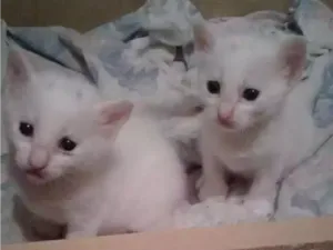 Gato raça Brasileira idade 2 a 6 meses nome Filhotes