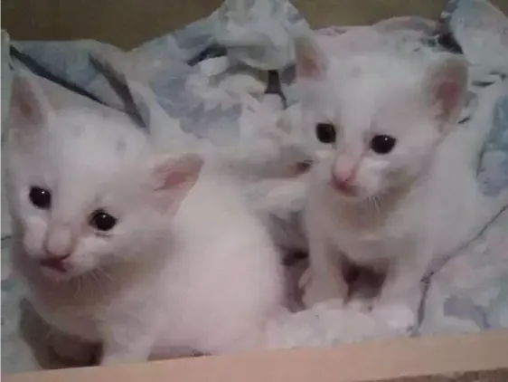 Gato ra a Brasileira idade 2 a 6 meses nome Filhotes