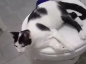 Gato raça Brasileira idade 2 a 6 meses nome Neca