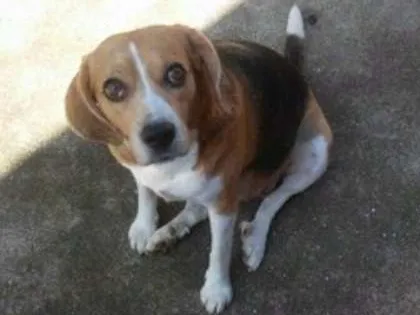 Cachorro ra a Beagle idade 6 ou mais anos nome Nina