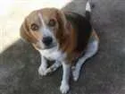 Cachorro raça Beagle idade 6 ou mais anos nome Nina