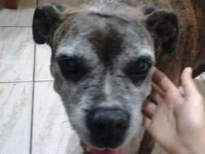 Cachorro raça Boxer idade 6 ou mais anos nome Dolly