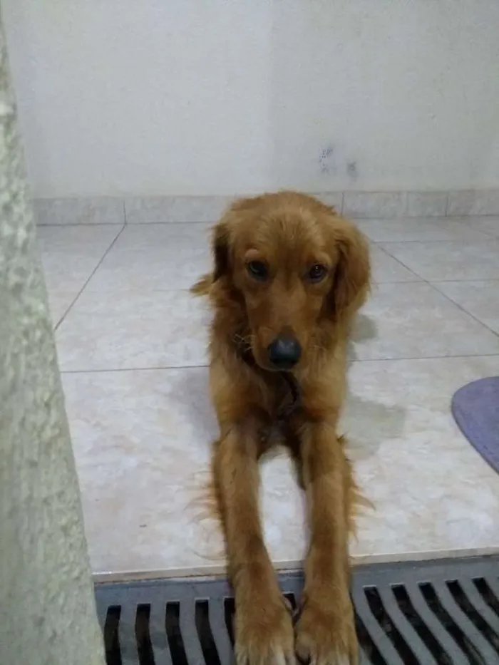 Cachorro ra a Não tem idade 2 a 6 meses nome Não tem 