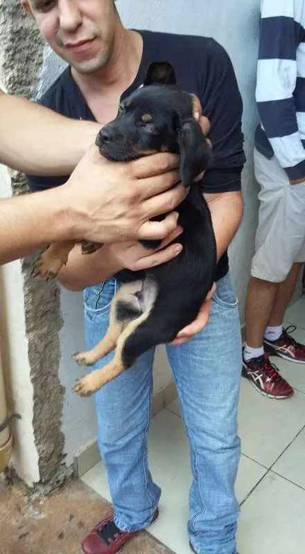 Cachorro ra a  idade Abaixo de 2 meses nome francisco